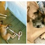 L'incroyable voyage de Lauren pour adopter Summer et Harmony