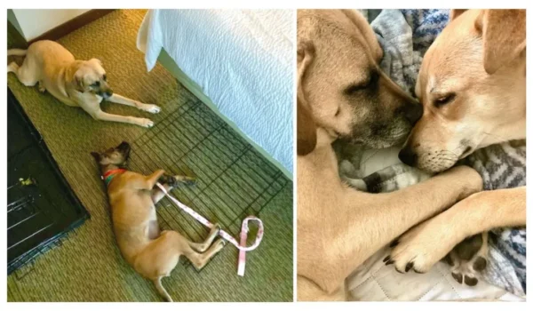 L'incroyable voyage de Lauren pour adopter Summer et Harmony