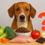 aliments bons et aliments mauvais pour les chiens
