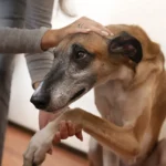 Les chiens peuvent-ils avoir des crises d'angoisse ?