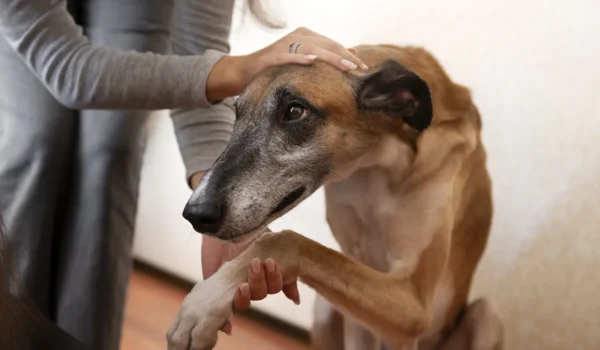 Les chiens peuvent-ils avoir des crises d'angoisse ?