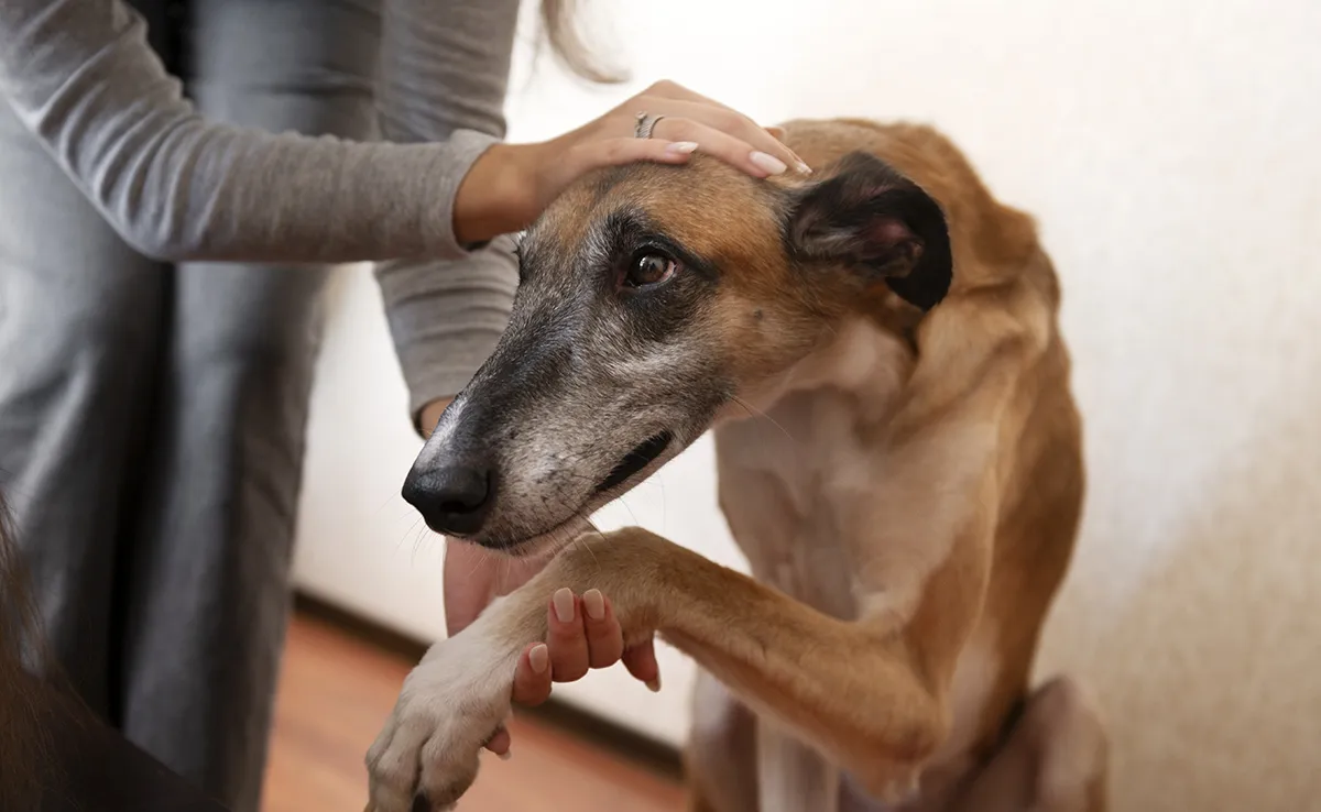 Crises d’angoisse chez le chien : comprendre et aider