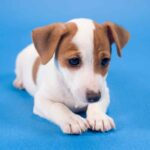 arreter gémissements chez le chien