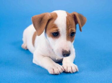 arreter gémissements chez le chien