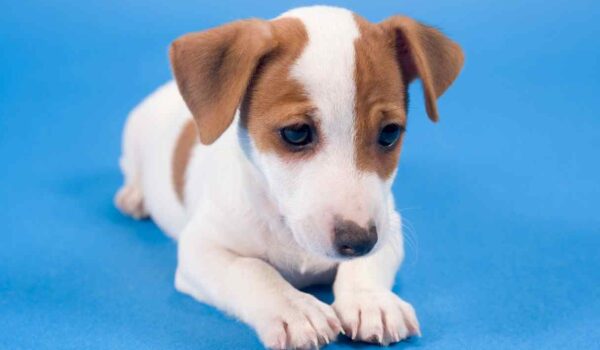 arreter gémissements chez le chien