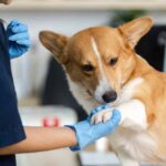 choisir formule d'assurance pour chien