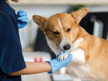 choisir formule d'assurance pour chien