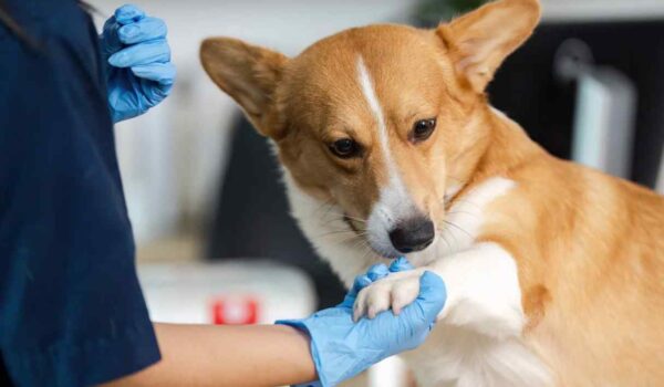 choisir formule d'assurance pour chien