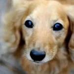 Un golden retriever qui apprend à hurler à son mini dachshund : un moment trop mignon filmé en vidéo