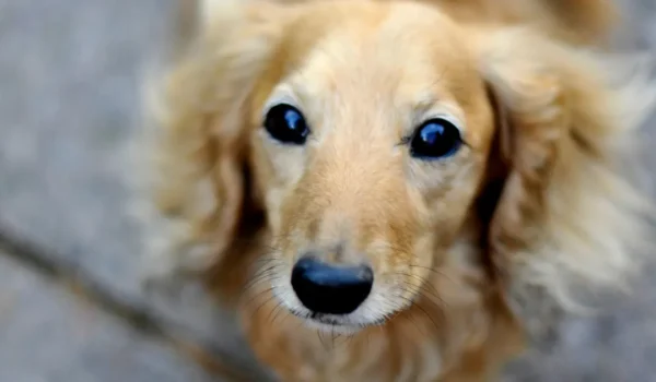Un golden retriever qui apprend à hurler à son mini dachshund : un moment trop mignon filmé en vidéo