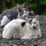 Les chats en 2025 : ce qu'il faut retenir (en chiffres)