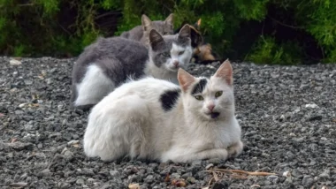 Les chats en 2025 : ce qu'il faut retenir (en chiffres)