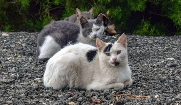 Les chats en 2025 : ce qu'il faut retenir (en chiffres)