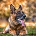 meilleures races de chiens de garde