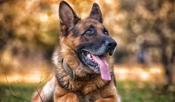 meilleures races de chiens de garde