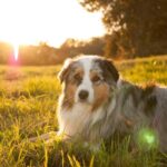 races de chiens espérance de vie courte