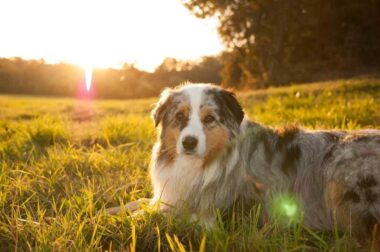 races de chiens espérance de vie courte