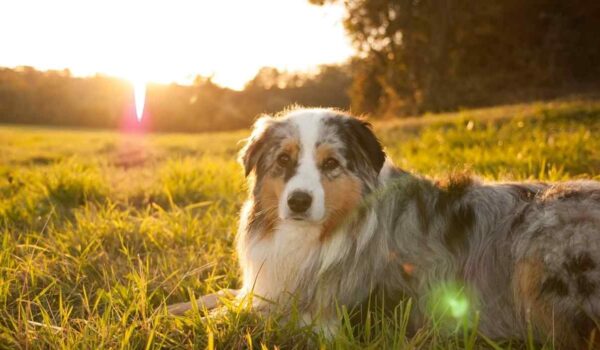 races de chiens espérance de vie courte