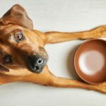 danger chocolat chien