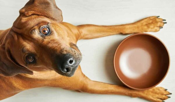 danger chocolat chien