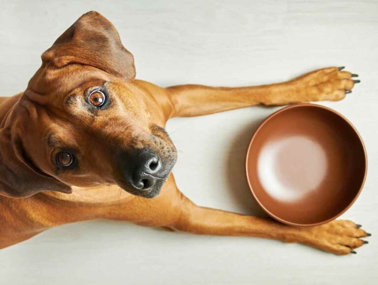 danger chocolat chien