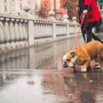 chien qui tire en laisse methode educative