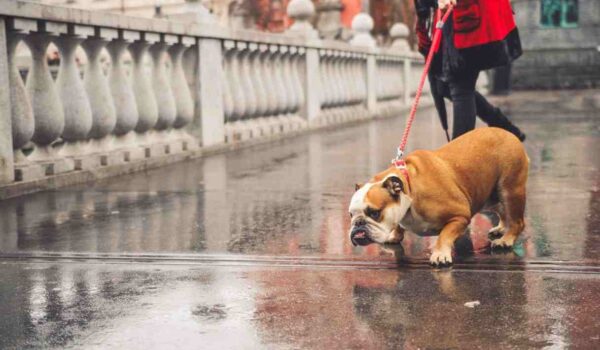 chien qui tire en laisse methode educative