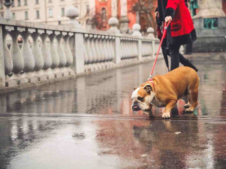 chien qui tire en laisse methode educative