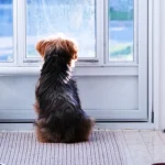 6 astuces pour que votre chien accepte de rester à la maison !