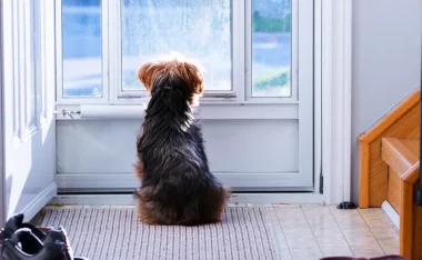 6 astuces pour que votre chien accepte de rester à la maison !