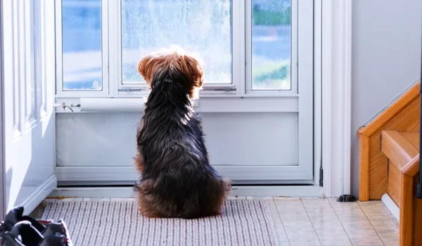 6 astuces pour que votre chien accepte de rester à la maison !