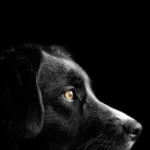 Les chiens et leurs instincts : comprendre en profondeur