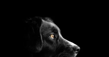 Les chiens et leurs instincts : comprendre en profondeur