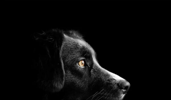 Les chiens et leurs instincts : comprendre en profondeur