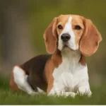 Les chiens qui créent des liens forts avec leurs humains