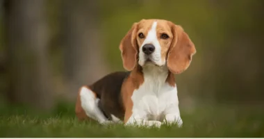 Les chiens qui créent des liens forts avec leurs humains