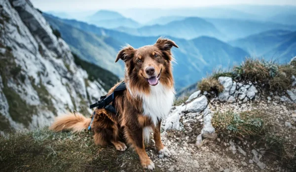 Partir en plein air avec des chiens pleins d'énergie