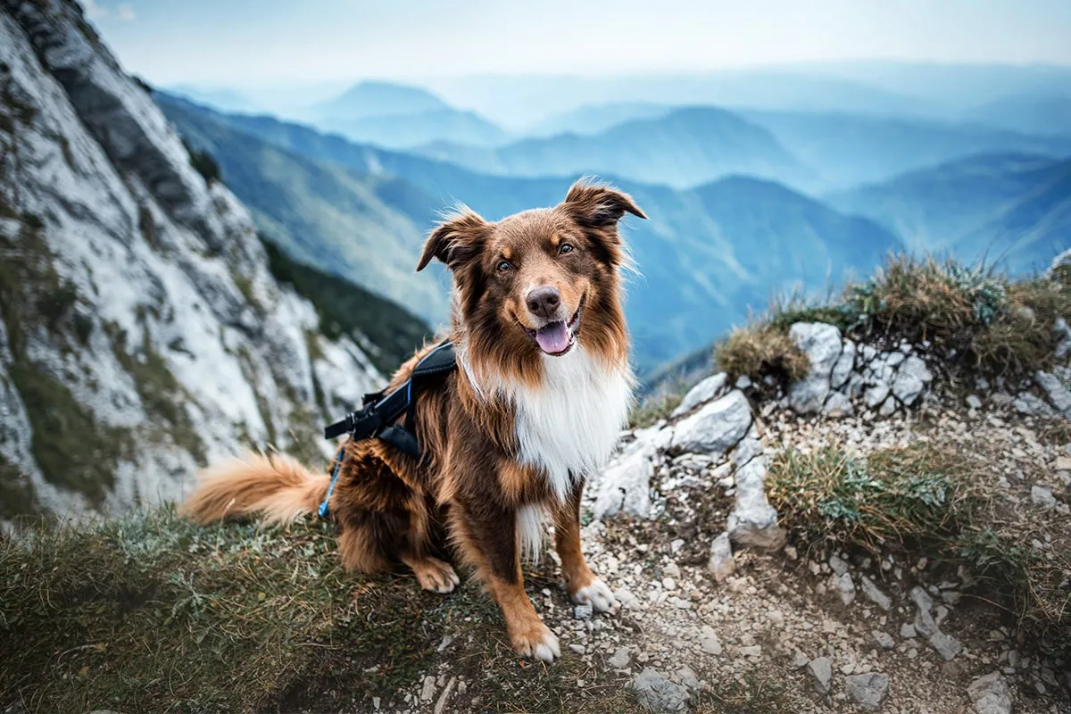 11 Races de Chiens Pleins d'Énergie pour Vos Sorties En Plein Air