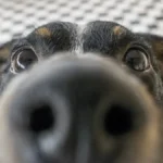 Chiens hybrides : quand la diversité canine donne naissance à des compagnons uniques