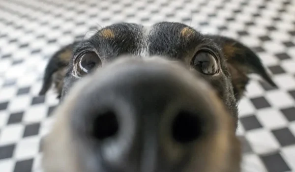 Chiens hybrides : quand la diversité canine donne naissance à des compagnons uniques