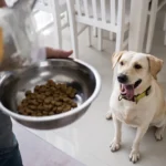 Comment l'alimentation influe sur le comportement des chiens : une plongée dans le lien intestin-cerveau