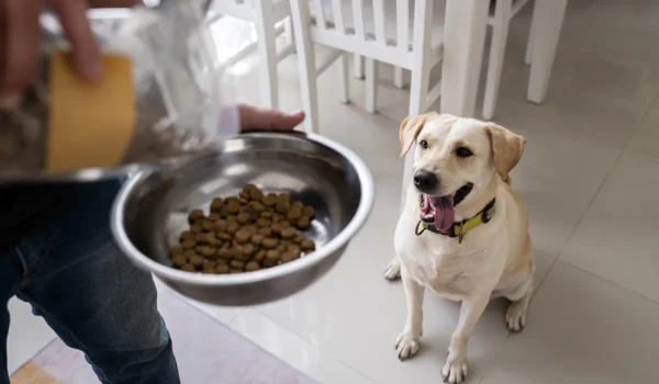 Comment l'alimentation influe sur le comportement des chiens : une plongée dans le lien intestin-cerveau