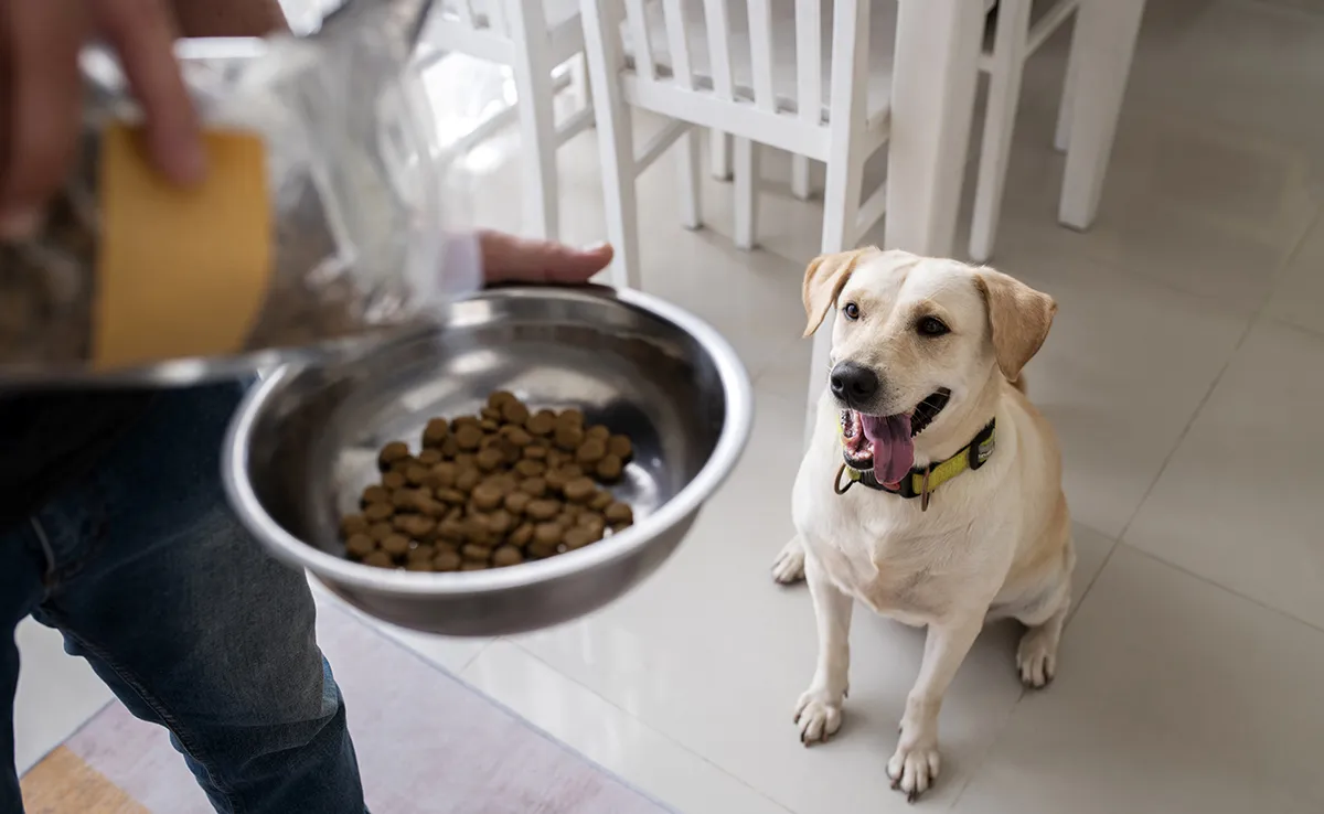 Alimentation et caractère du chien : le lien surprenant