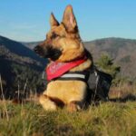 confort du berger allemand