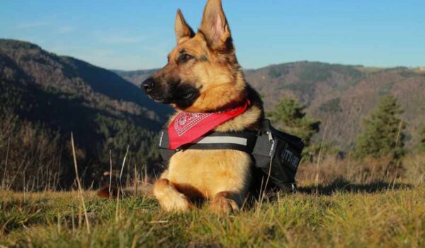 confort du berger allemand