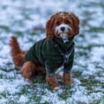 conseils vétérinaires première neige chien