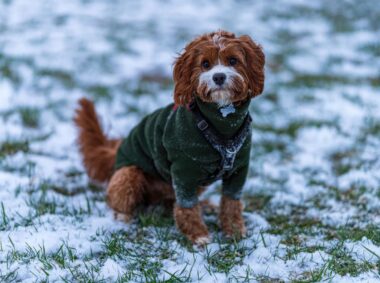 conseils vétérinaires première neige chien