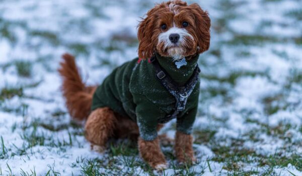conseils vétérinaires première neige chien