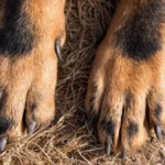 Un croisement canin sorti de l’ordinaire : entre Golden Retriever et Bouvier Bernois