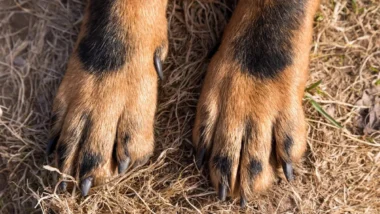 Un croisement canin sorti de l’ordinaire : entre Golden Retriever et Bouvier Bernois